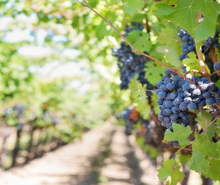 visita guiada para descobrir os vinhos algarvios